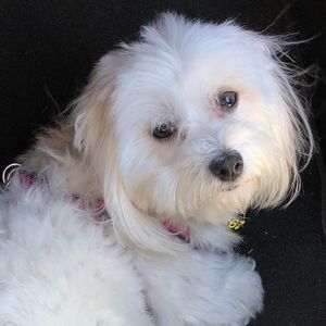 Meet your Posher, Juno